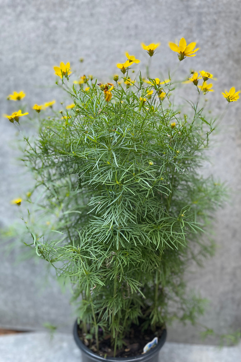 Coreopsis v. 'Zagreb' #1 – Sprout Home