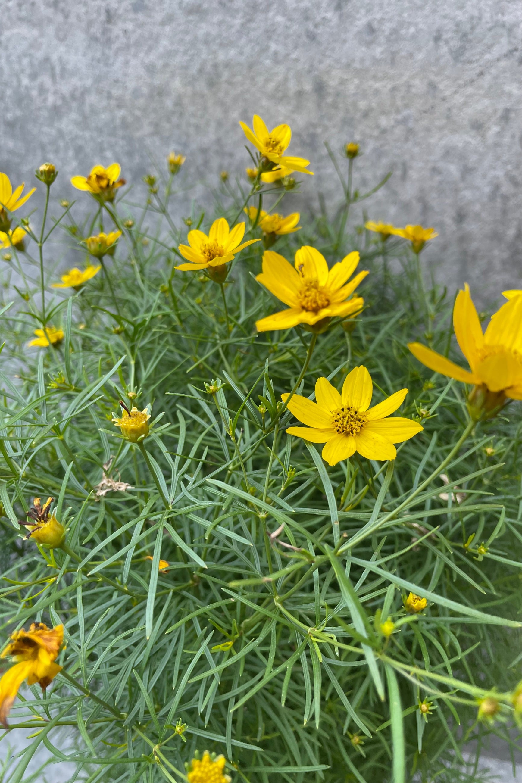 Coreopsis 'Zagreb' up close blooming in mid July. ©Sprout Home