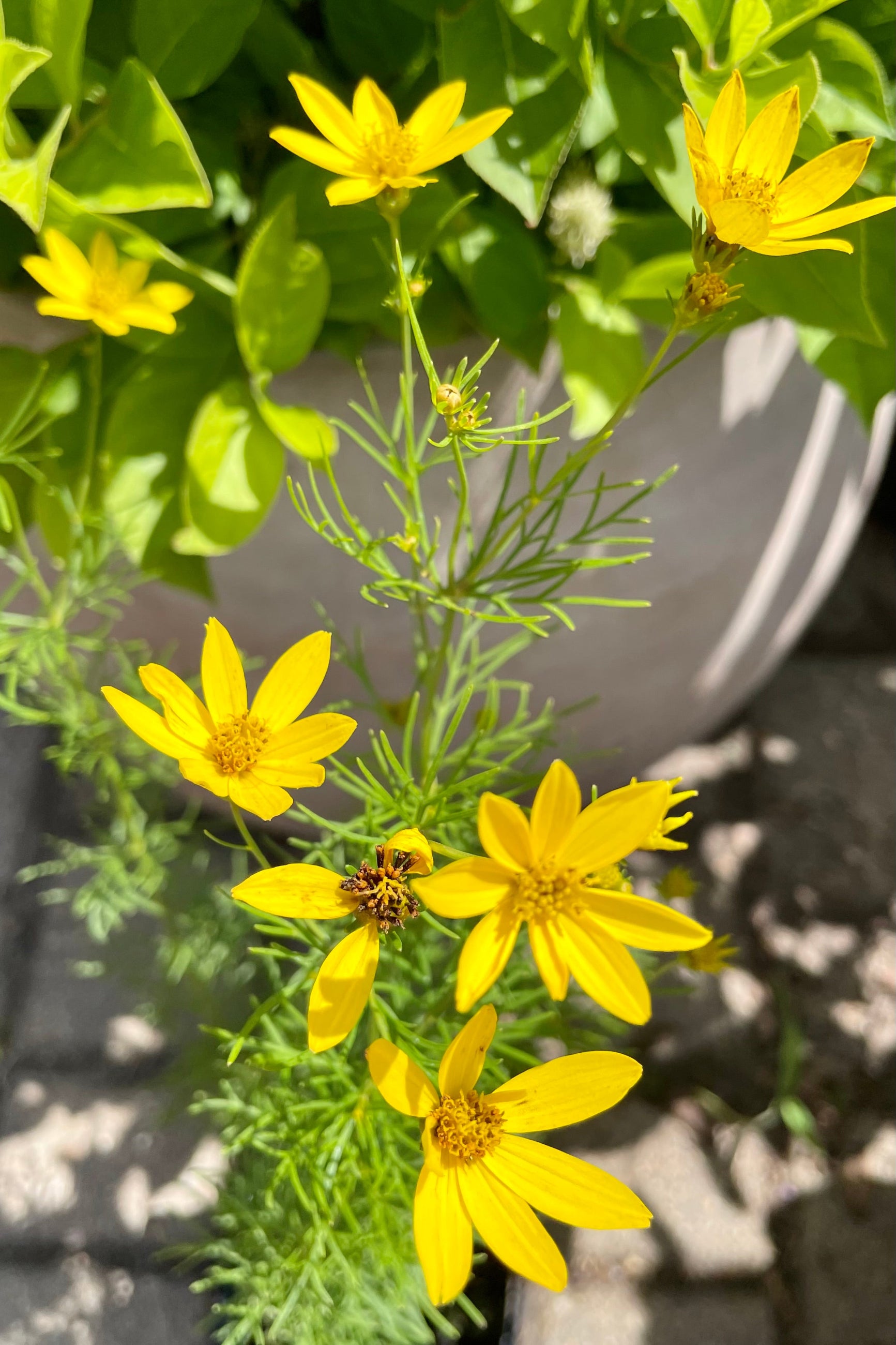 Coreopsis v. 'Zagreb' 4