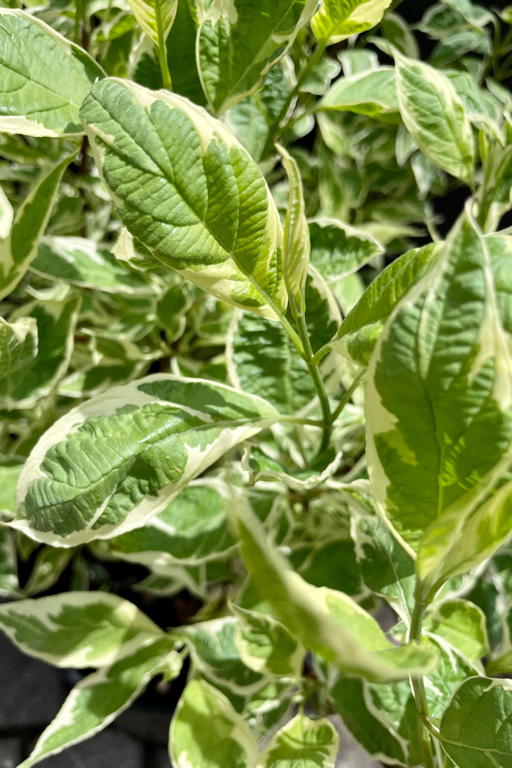 A detail picture of the cream and green variegated leaves of the Cornus 'Argenteo-marginata' late may at Sprout Home. ©Sprout Home
