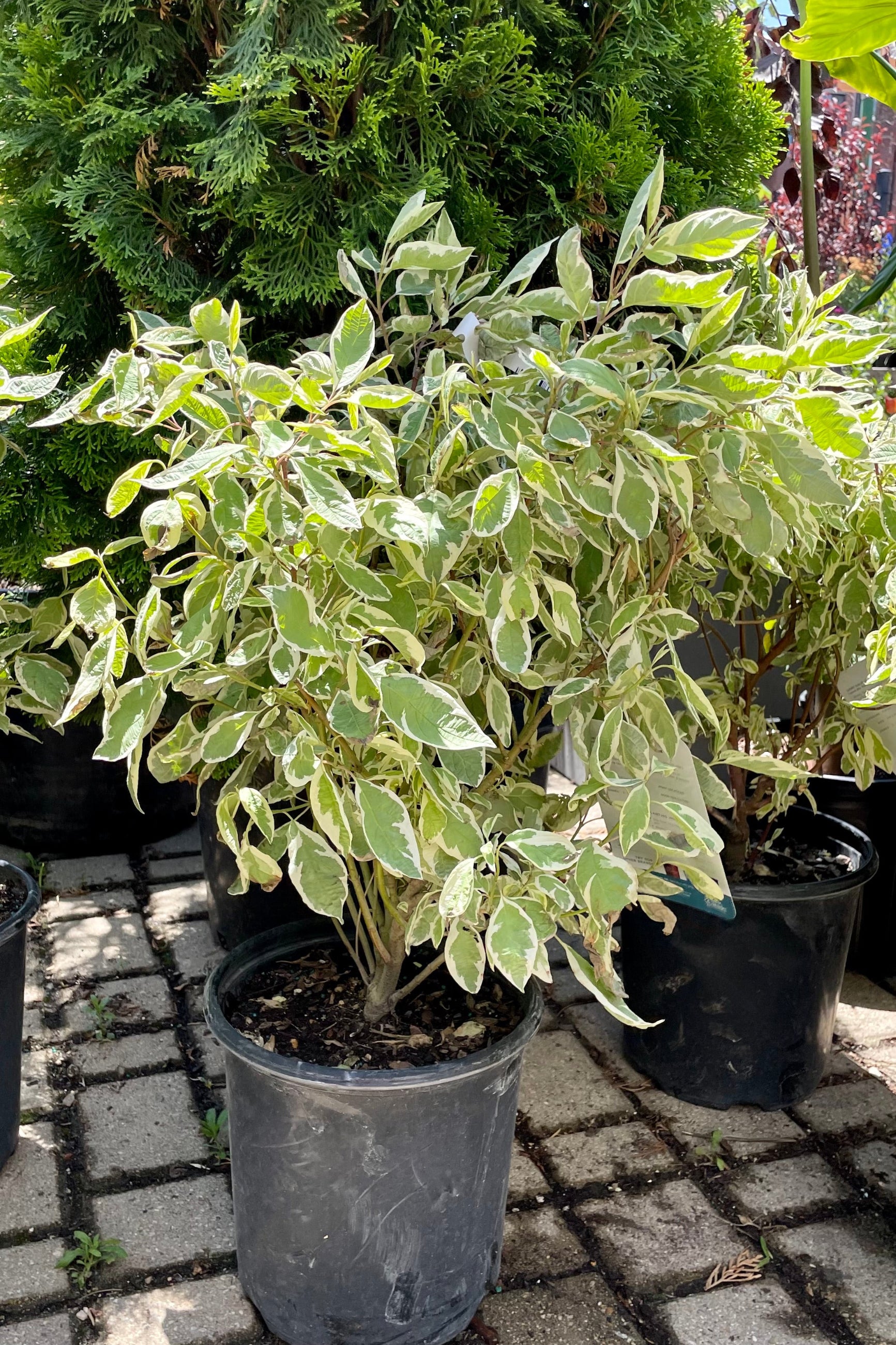 #2 pot size of Cornus 'Ivory Halo' dogwood shrub the end of June at  Sprout Home in front of an evergreen.  ©Sprout Home