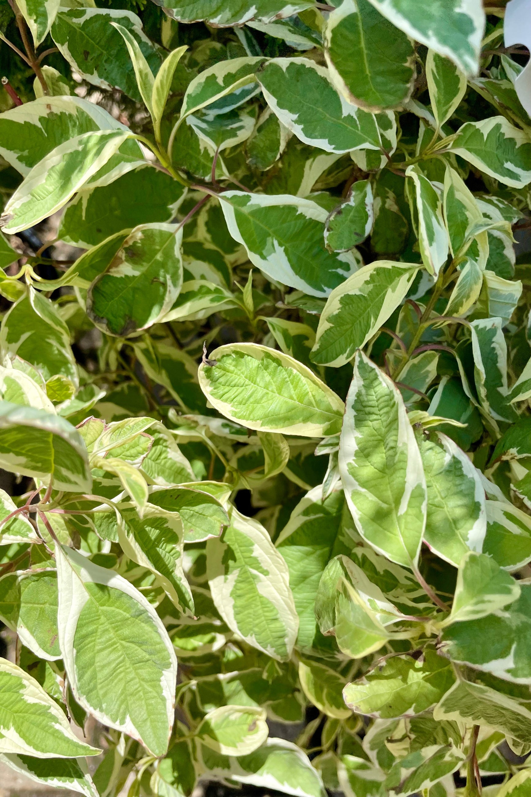 The green and white variegated ovate leaves of the Cornus 'Ivory Halo' dogwood shrub the end of June at Sprout Home. ©Sprout Home