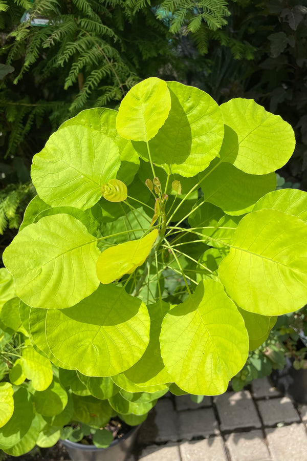 Detail of the bright yellow - chartreuse round leaves of the 'Golden Spirit' smokebush the end of July at Sprout Home.