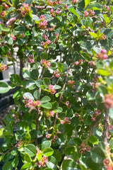 A detail picture showing the small pink white flowers in bloom the end of May of the Cotoneaster apiculatus tree at Sprout Home.