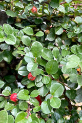 The red berries amongst the green round leaves at the end of July on the Cotoneaster apiculatus at Sprout Home.