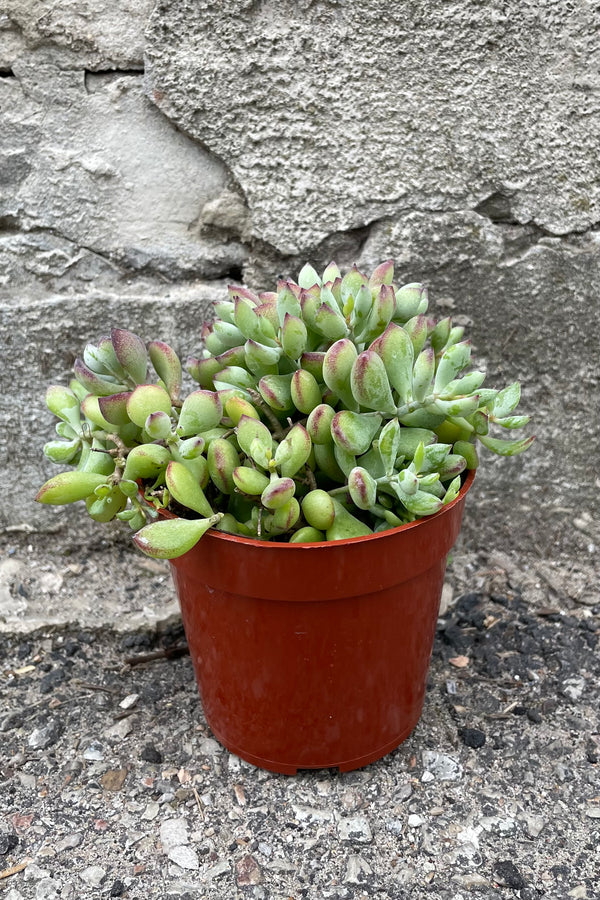 A full view of Cotyledon pendens 4" in grow pot against concrete backdrop