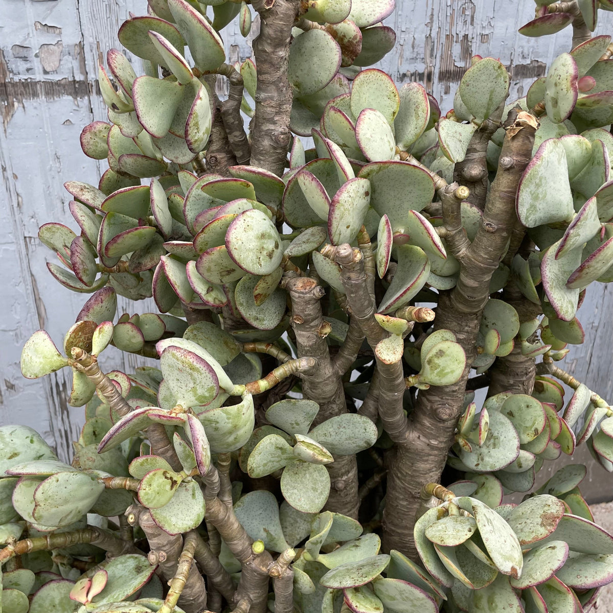 silver dollar jade plant Crassula arborescens 