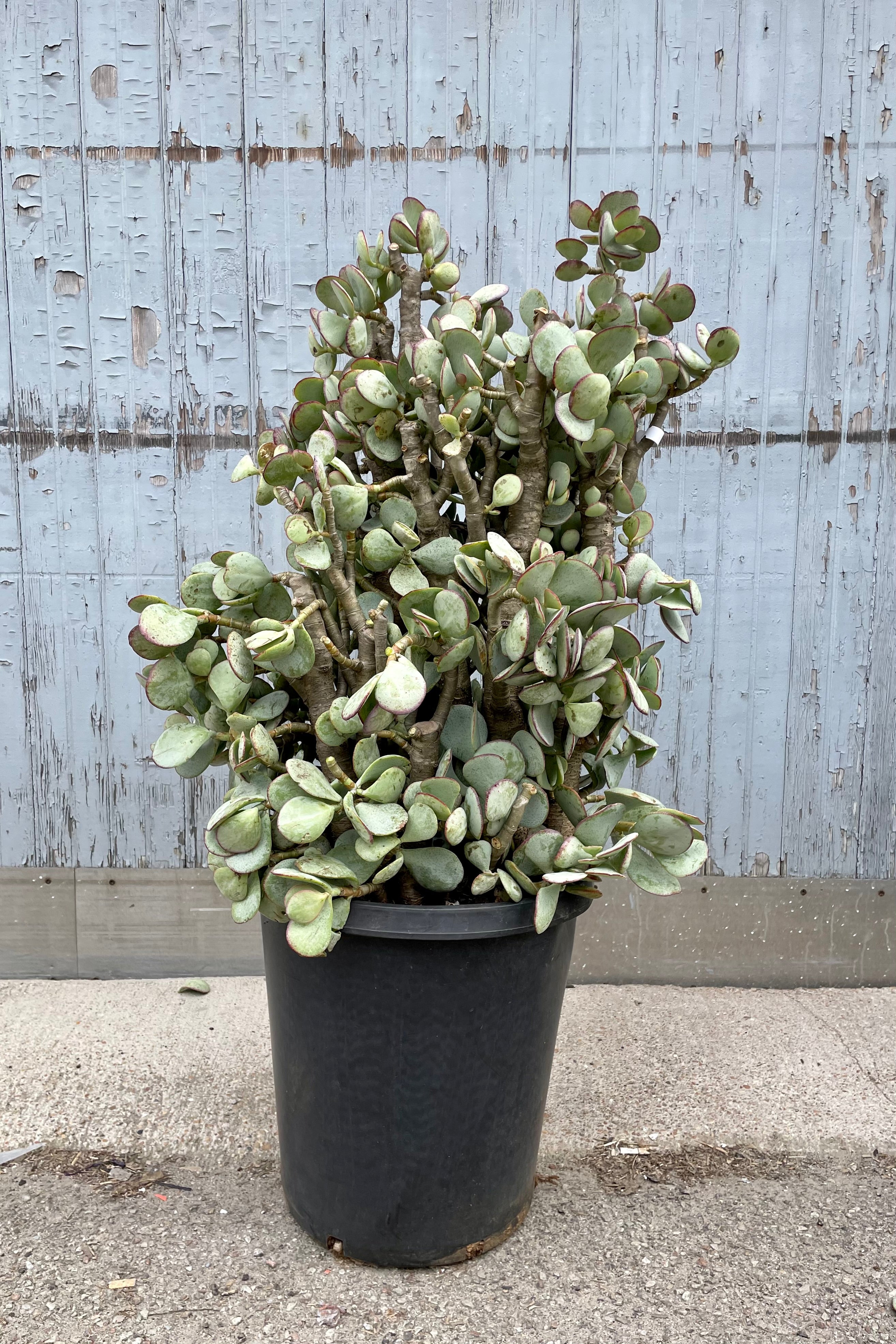 A full view of Crassula arborescens "Silver Dollar Jade" #15 stump / tree form in grow pot against wooden backdrop