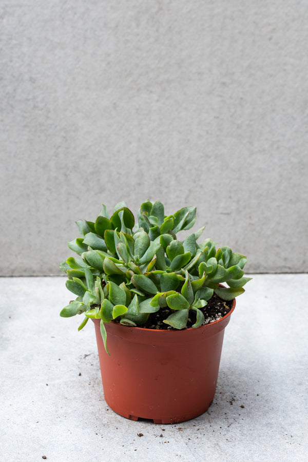 Crassula arborescens undulatifolia plant in stump form. 