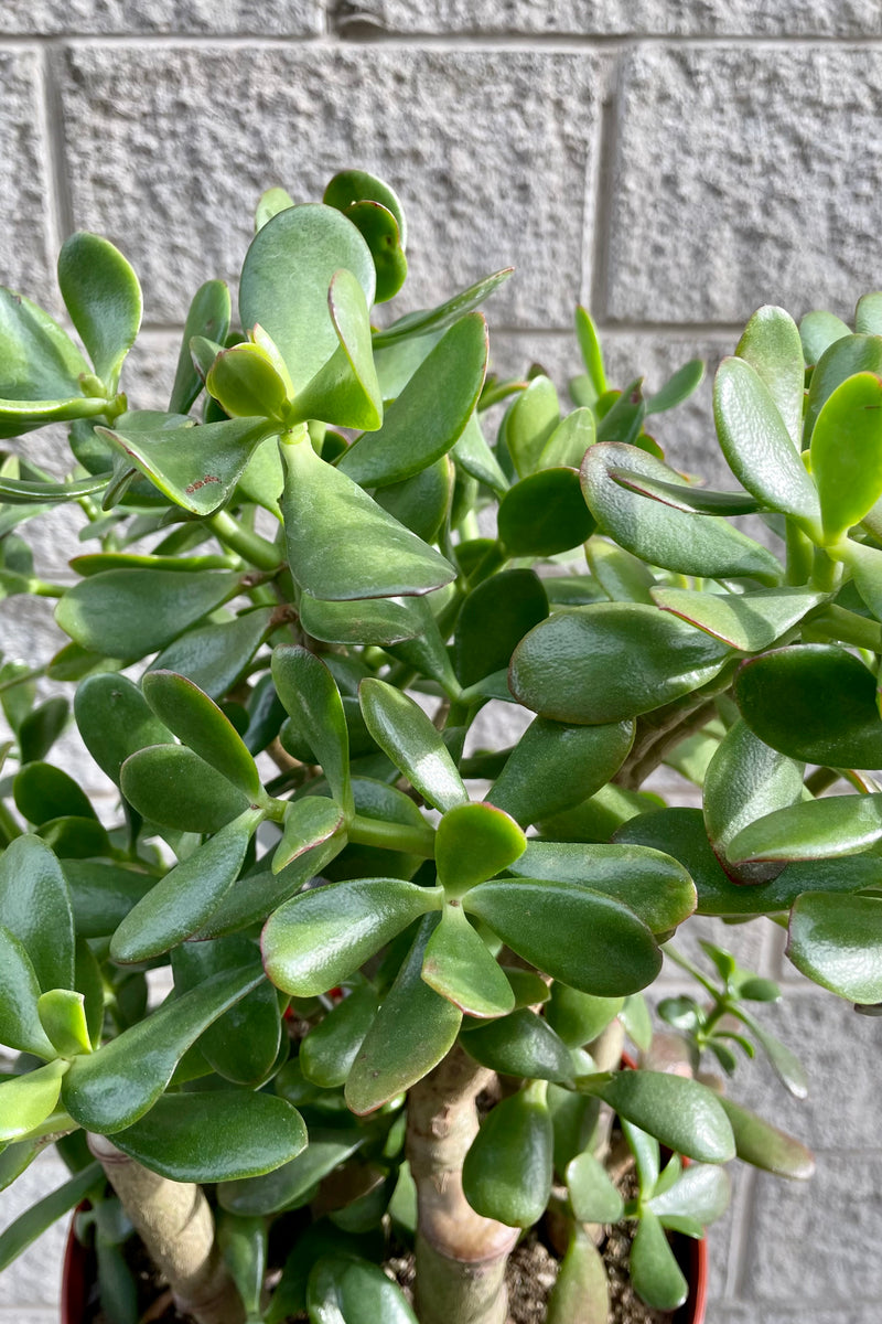 Close up photo of round succulent green leaves of Crassula ovata "Jade Plant."