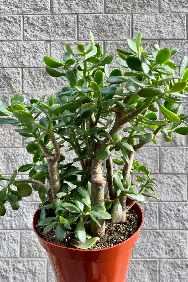 Photo of round green leaves of Crassula ovata against grey brick wall.