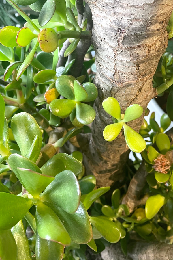 A detailed view of Crassula ovata #15 stump/tree form 