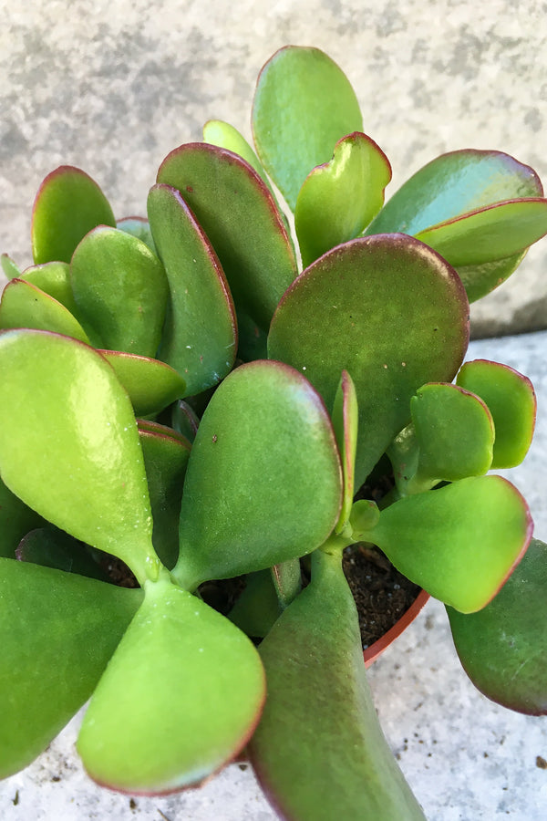 Close up of Crassula ovata "Jade"