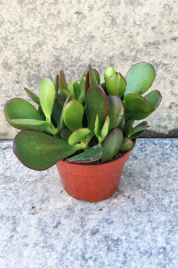 Crassula ovata "Jade" in front of grey background