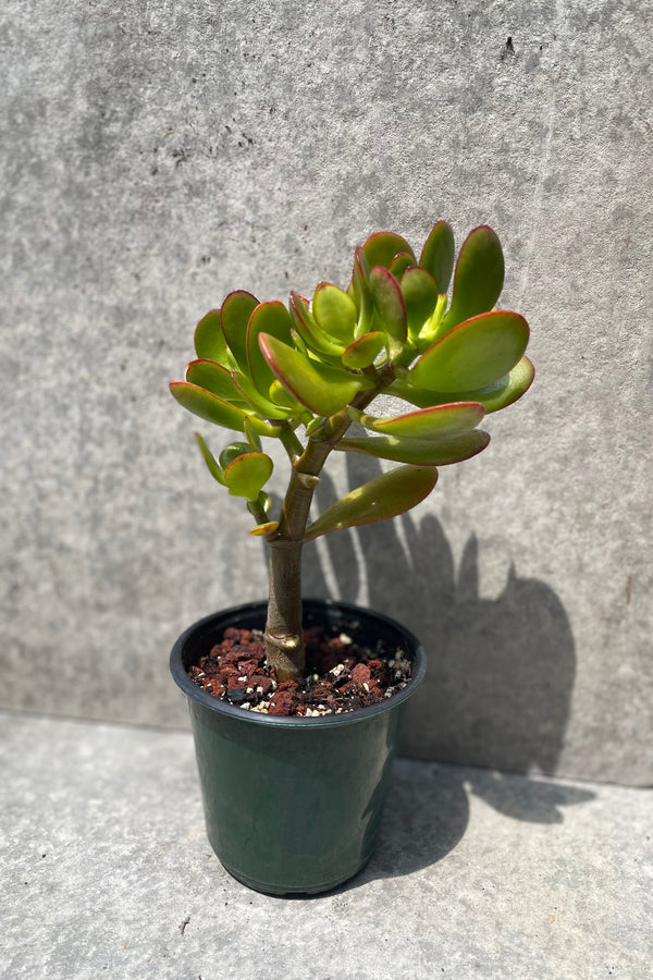 Crassula ovata Jade in a tree form and a 4" pot.