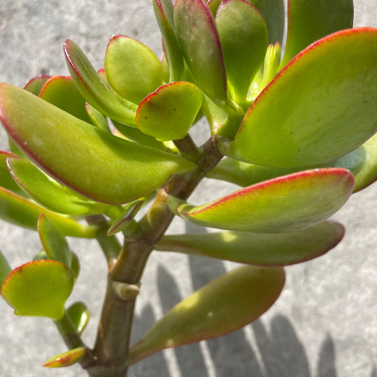 Crassula ovata "Jade" tree form 4" at SPROUT HOME