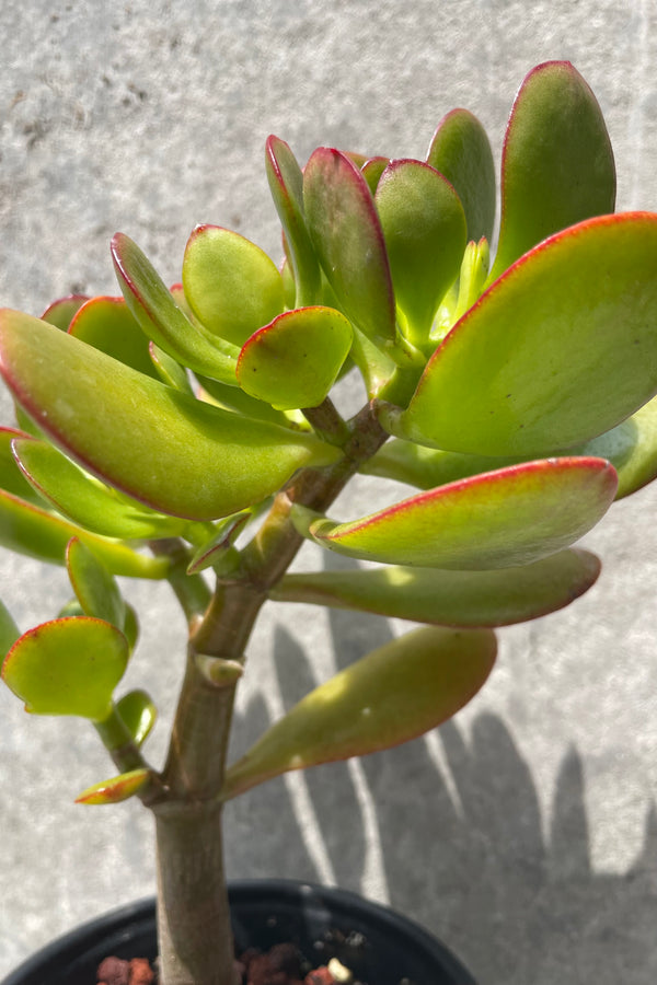 Jade in a tree form up close.