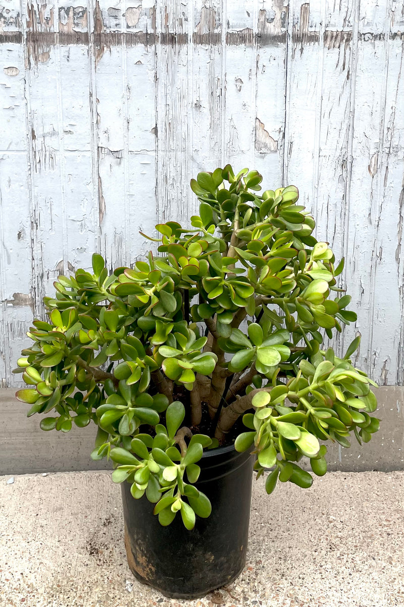 Crassula ovata in a #5 growers pot against a grey wood wall at Sprout Home. 