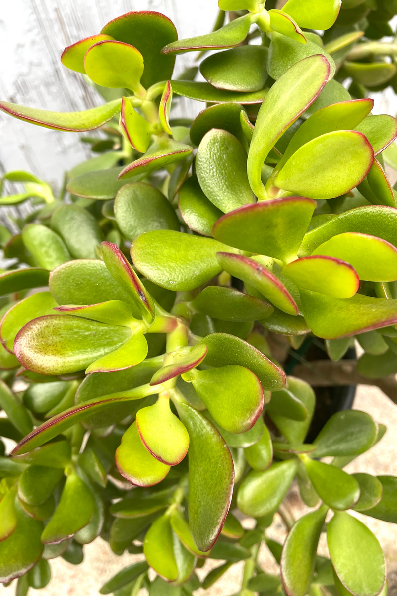 A detail picture of the round thick green leaves of the Crassula ovata at Sprout Home. 