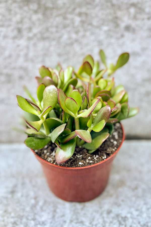 Crassula ovata in front of grey background