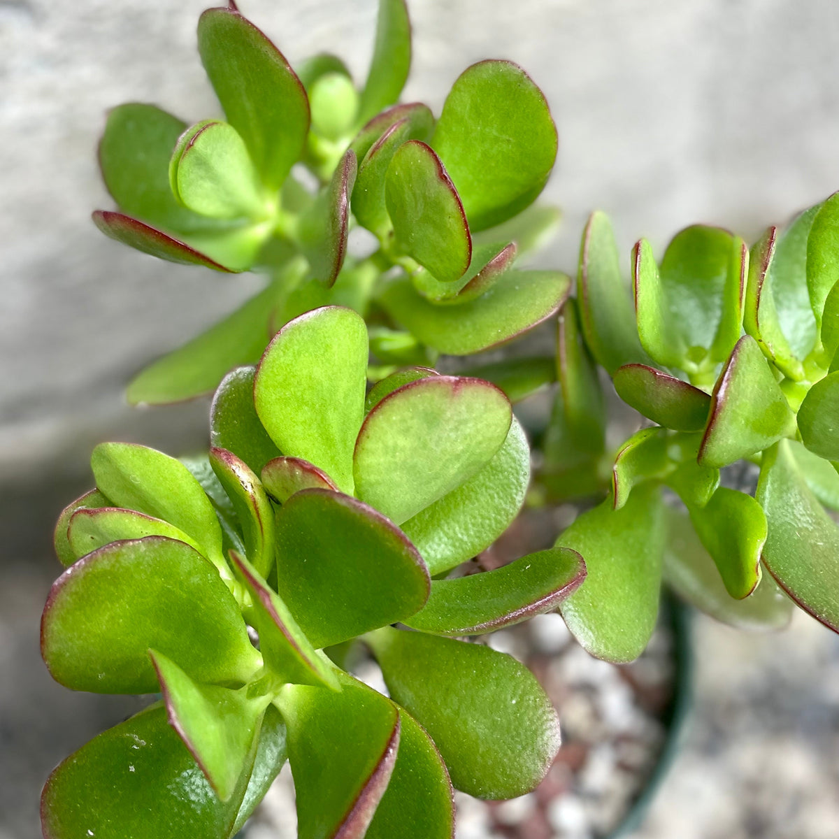 is crassula and jade plant same Crassula ovata "Jade" 6" tree form at SPROUT HOME