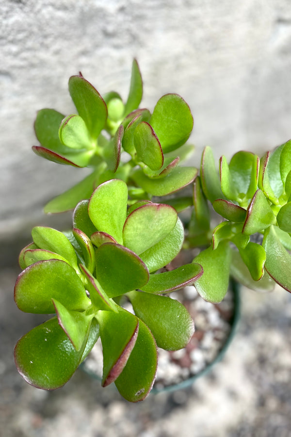 An overhead detailed view of Crassula ovata "Jade" 6" tree form against a concrete backdrop