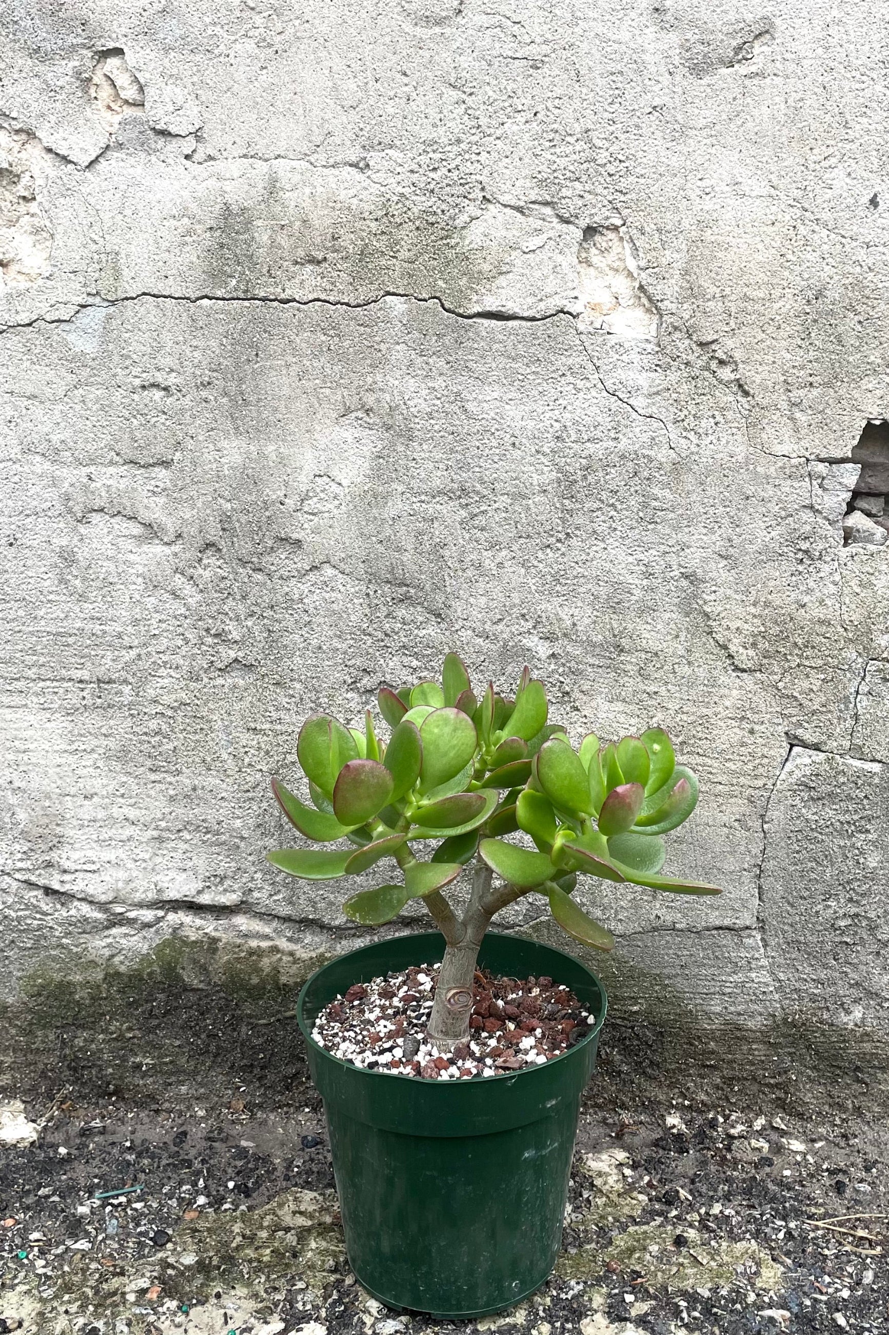 A view of Crassula ovata "Jade" 6" tree form in a grow pot against a concrete backdrop ©Sprout Home