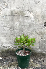 A view of Crassula ovata "Jade" 6" tree form in a grow pot against a concrete backdrop