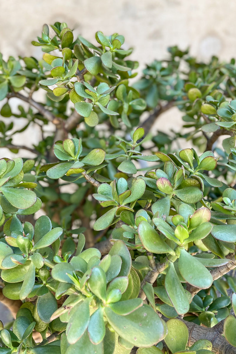 Close up of Crassula ovata "Jade"
