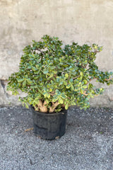 Large Crassula ovata "Jade" in front of concrete wall