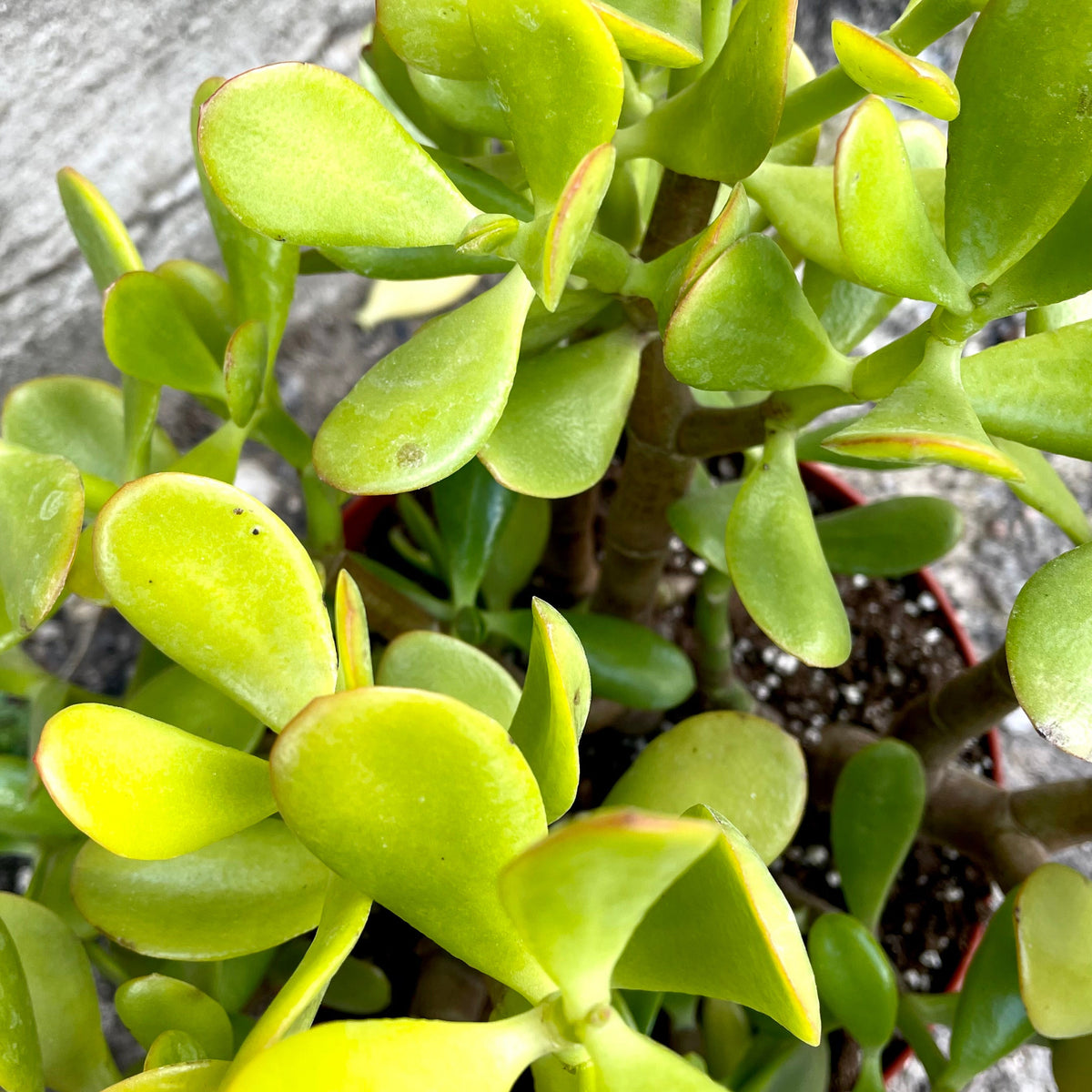 jade plant with pointed leaves Crassula ovata "Jade" 8"