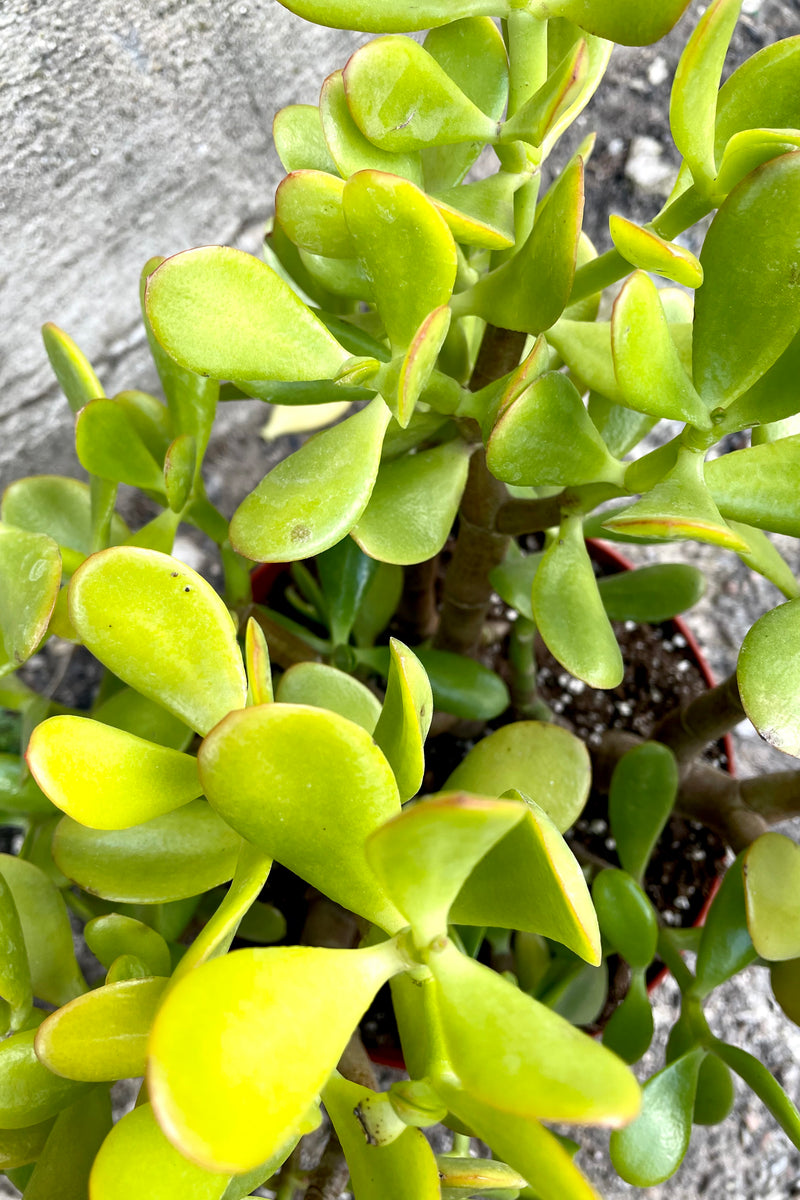 A close-up view of the 8" Crassula ovata "Jade" against a concrete backdrop