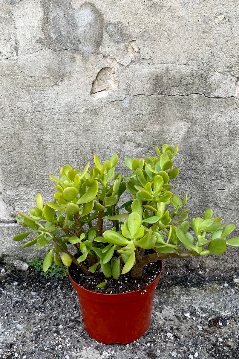 A frontal view of the 8" Crassula ovata "Jade" in a grower pot against a concrete backdrop