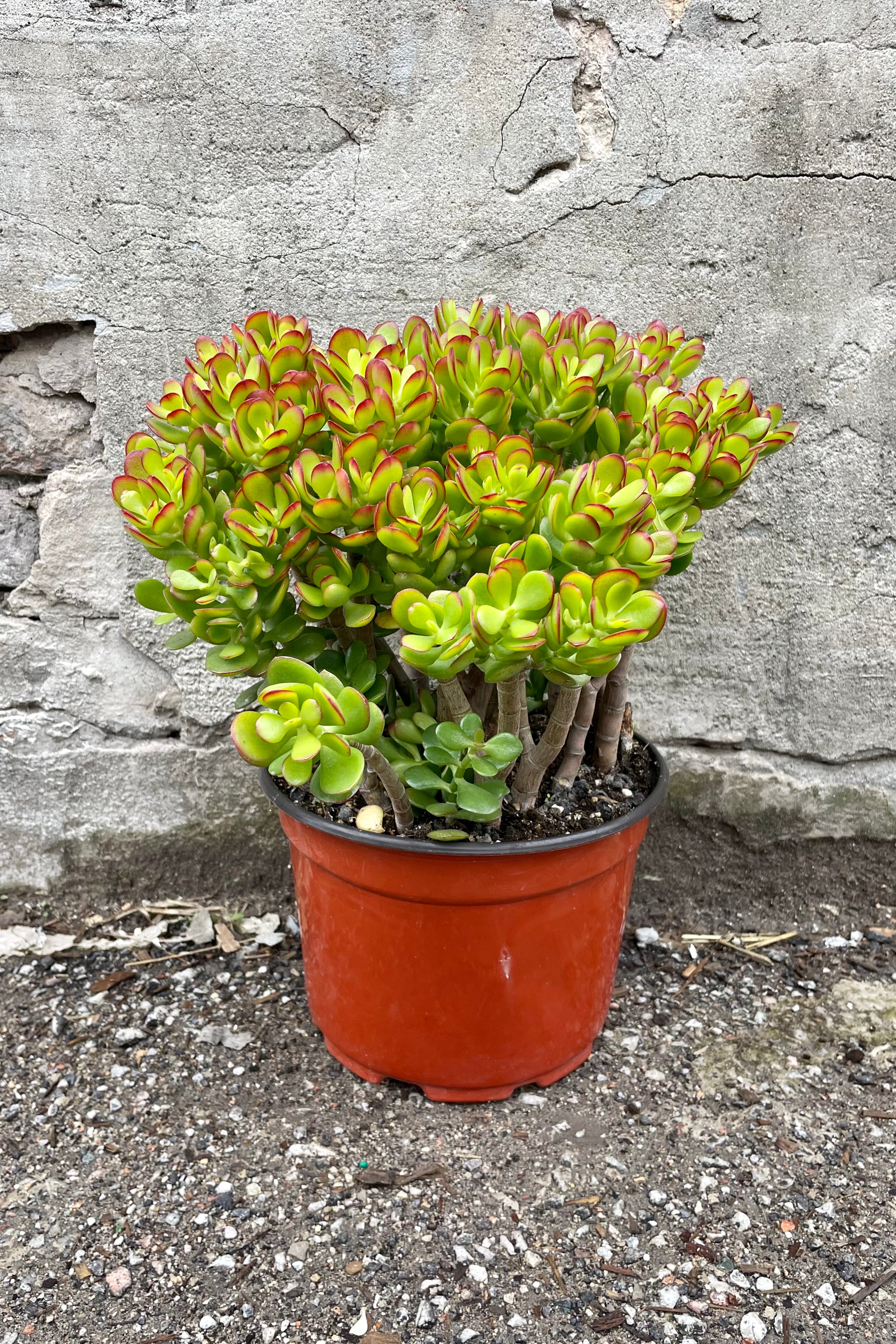 Crassula ovata 'Crosby' 10" orange growers pot with green and red succulent leaves against a grey wall