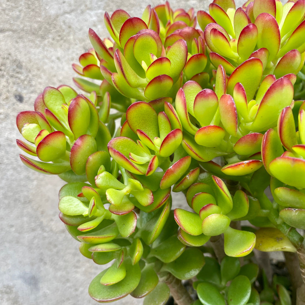 crosby red jade plant Crassula ovata 'Crosby' 10" at SPROUT HOME