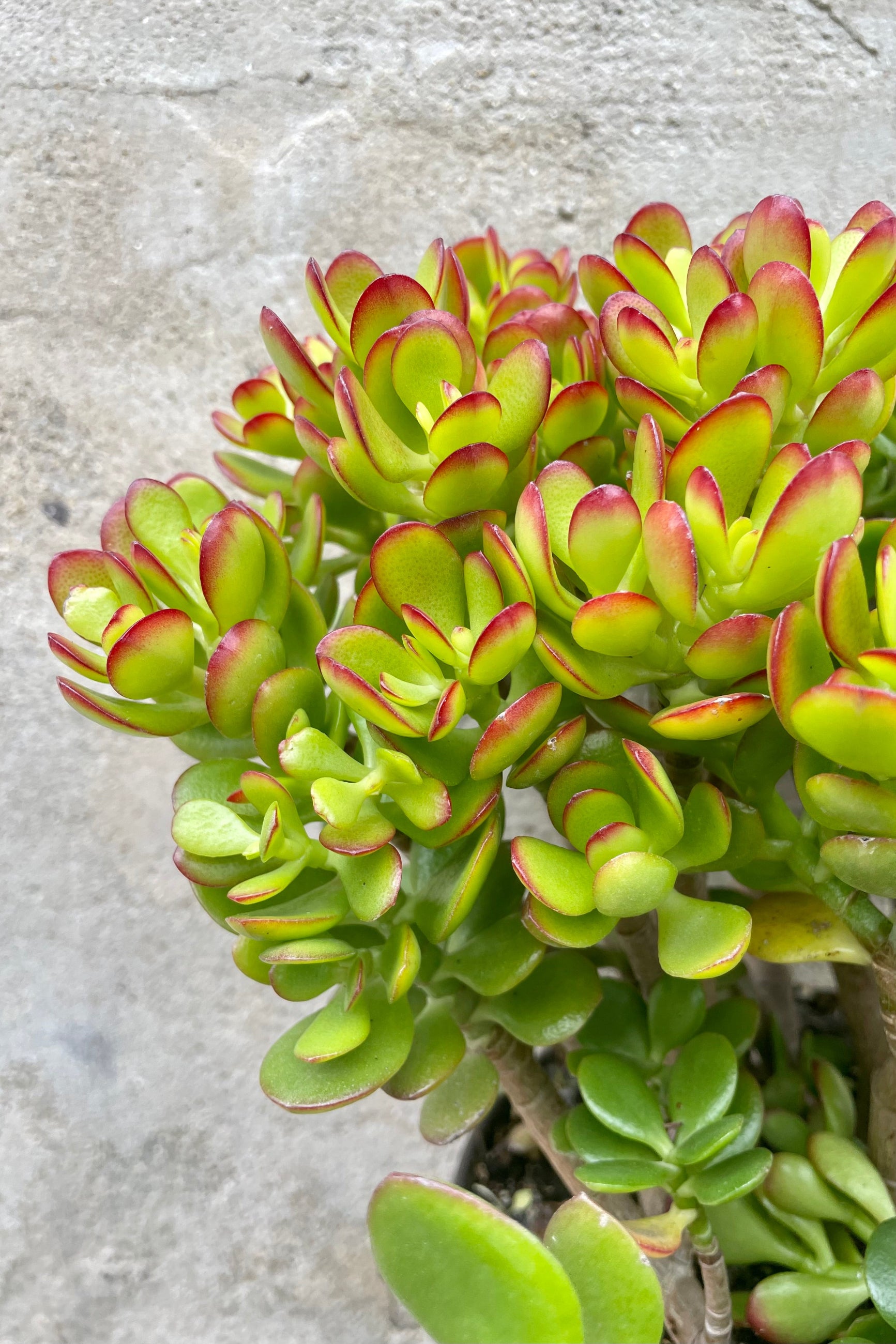 Crassula ovata 'Crosby' 10" detail of green and red succulent leaves against a grey wall ©Sprout Home