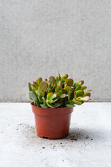 Crassula ovata 'Crosby' jade in a 4 in pot against a grey wall. 