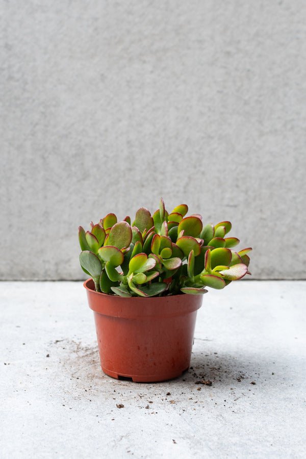 Crassula ovata 'Crosby' jade in a 4 in pot against a grey wall. 