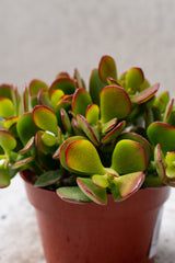 Close up picture of the succulent leaves of the Crassula ovate 'Crosby' jade.
