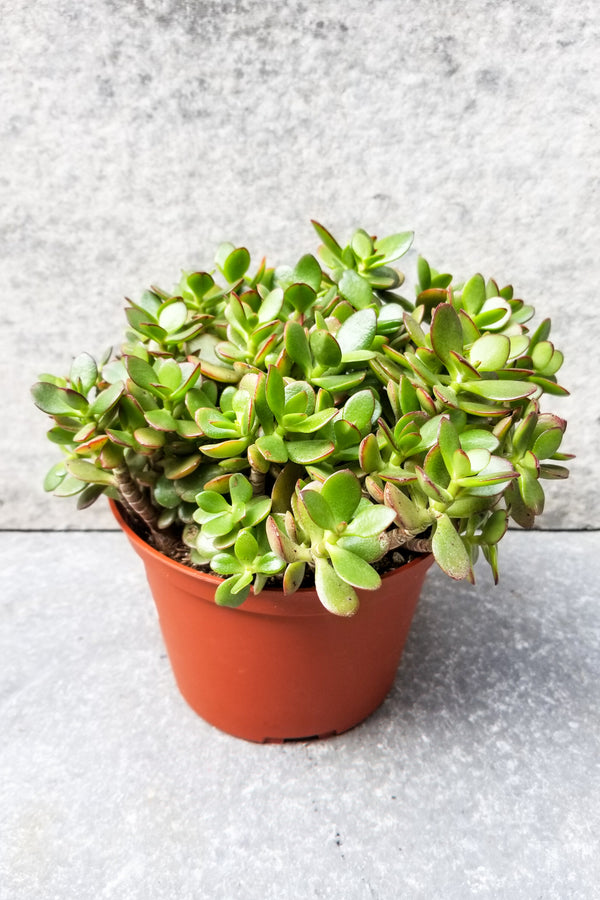 Crassula ovata 'Crosby' 6"