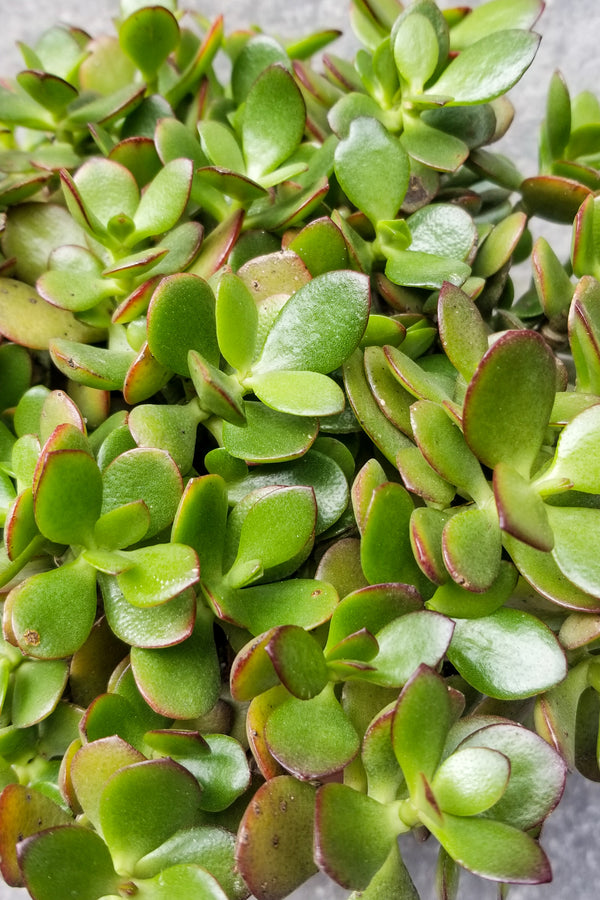 Crassula ovata 'Crosby' 6"