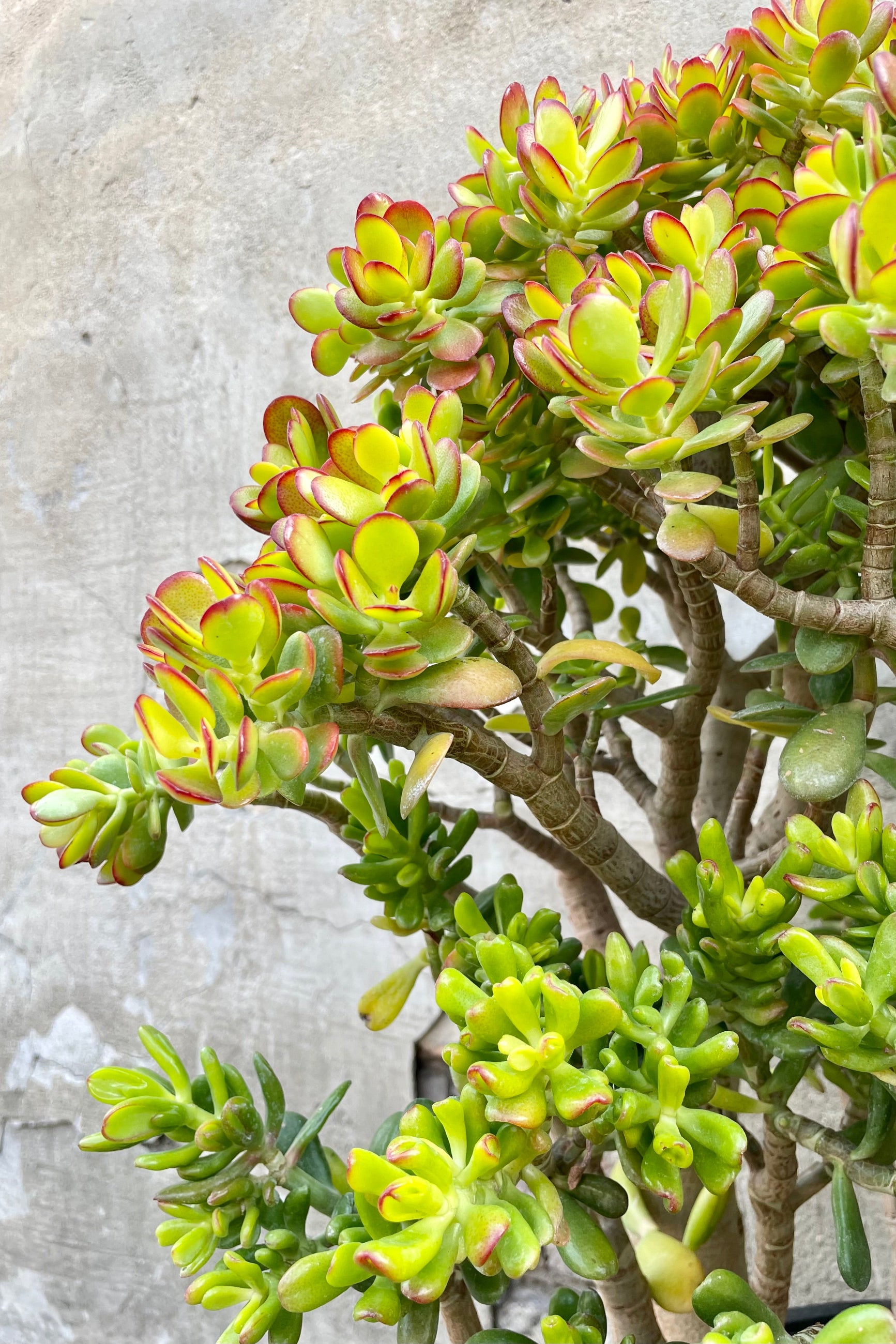 Crassula ovata 'Crosby' 7gal detail of green and red succulent leaves against a grey wall. ©Sprout Home