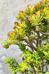 Crassula ovata 'Crosby' 7gal detail of green and red succulent leaves against a grey wall.