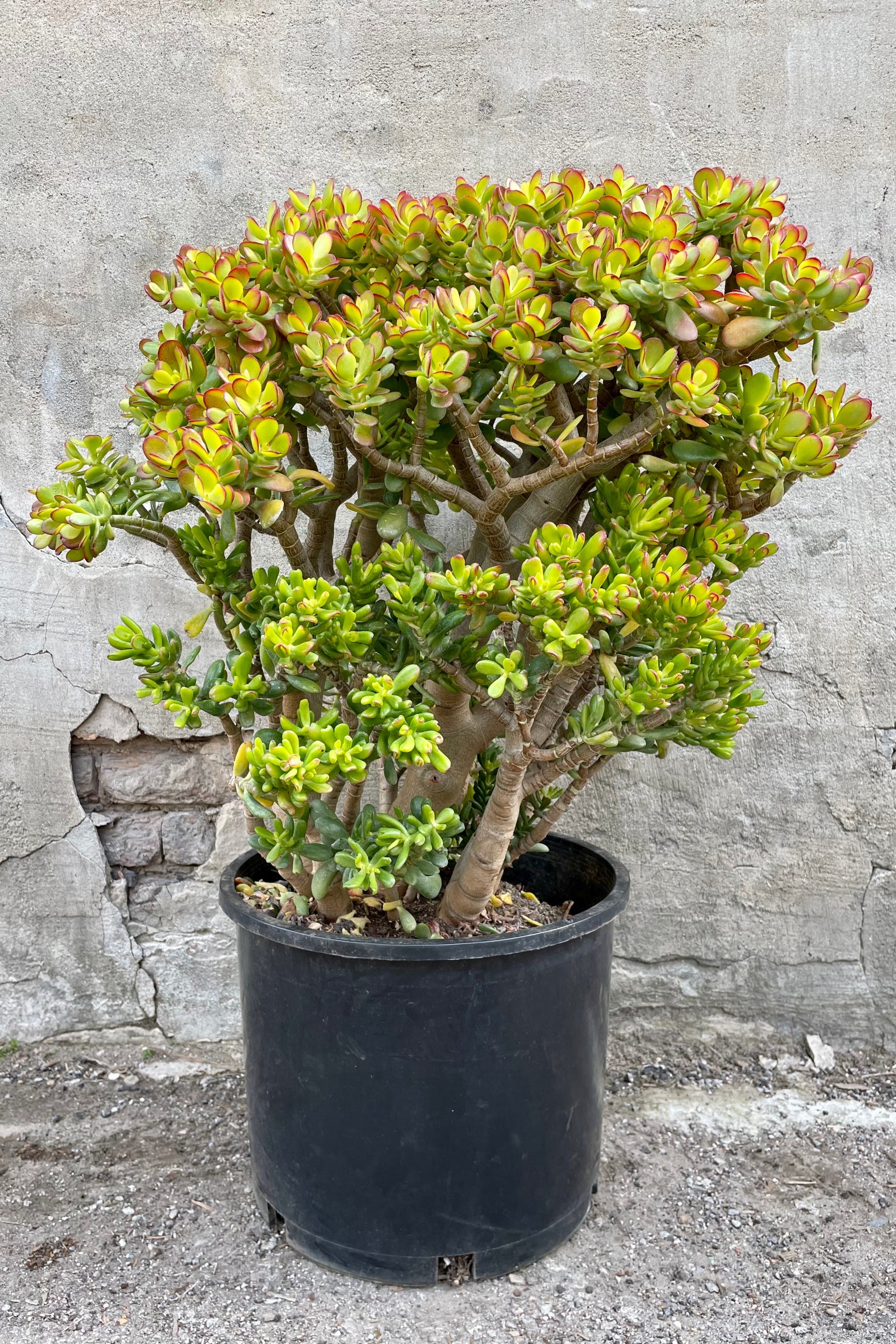 Crassula ovata 'Crosby' 7gal black growers pot with green and red succulent leaves against a grey wall. ©Sprout Home