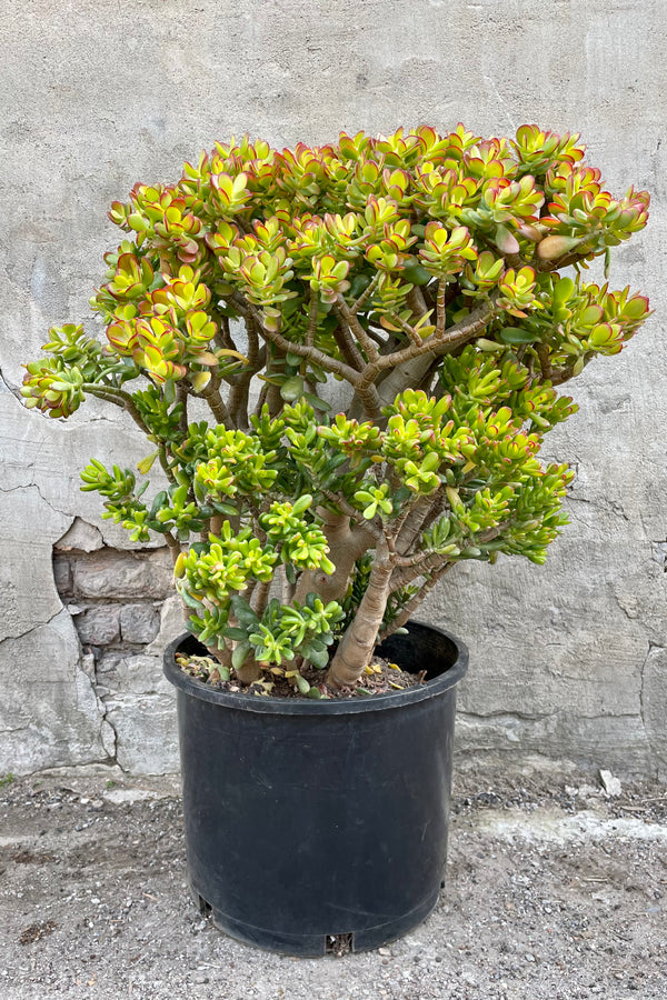 Crassula ovata 'Crosby' 7gal black growers pot with green and red succulent leaves against a grey wall.