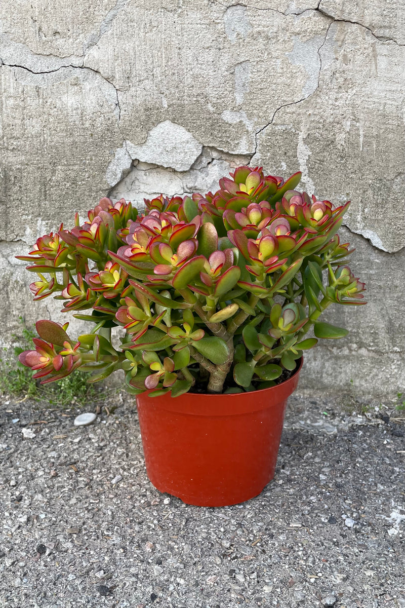 A full view of Crassula ovata 'Crosby' 8" in grow pot against concrete backdrop