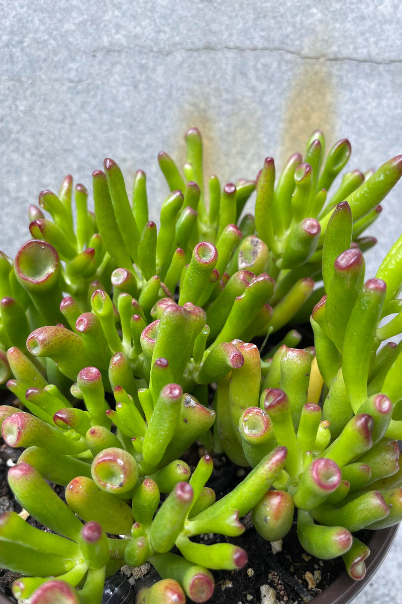 Close up of Crassula ovata 'Gollum'