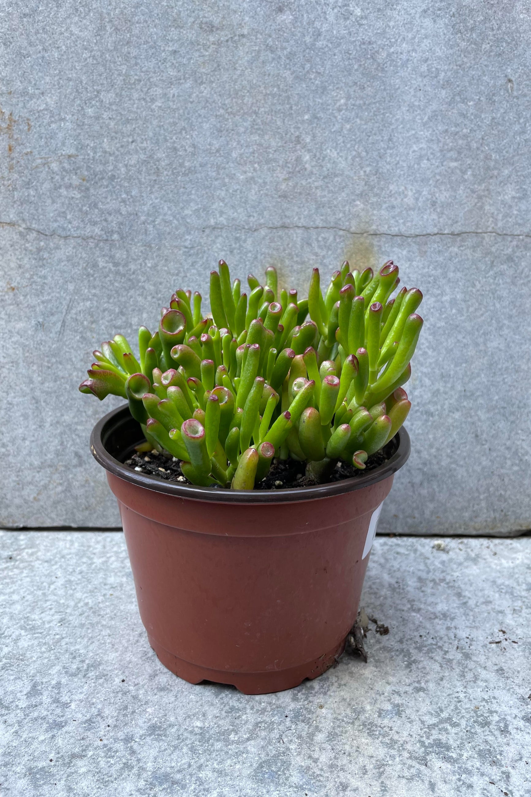 Crassula ovata 'Gollum' 6" stump in front of grey background ©Sprout Home