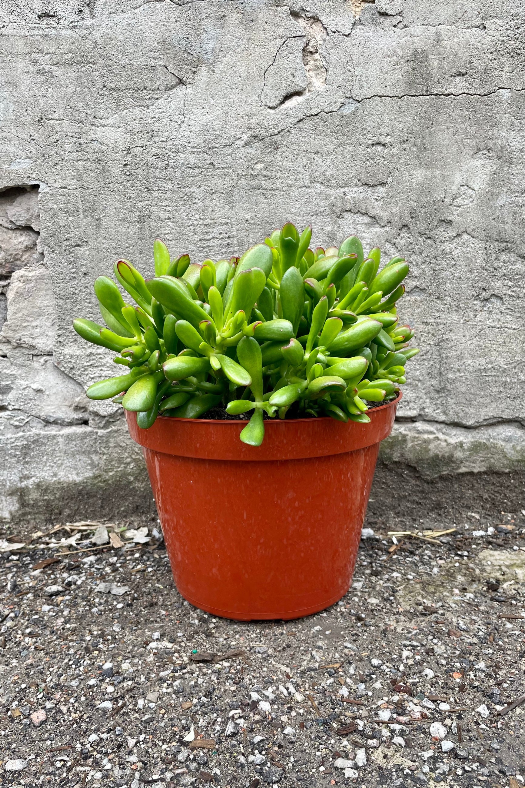 Crassula ovata 'Hobbit' 10" orange growers pot with green succulent leaves with red tips against a grey wall  ©Sprout Home
