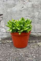 Crassula ovata 'Hobbit' 10" orange growers pot with green succulent leaves with red tips against a grey wall 